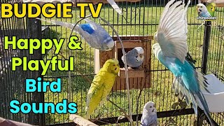 Budgie TV  Happy Active Playful Budgie Sounds Help your bird sing [upl. by Emmit]