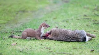 Stoat Hunts And Kills Rabbit  Best Fight Complication [upl. by Nira]