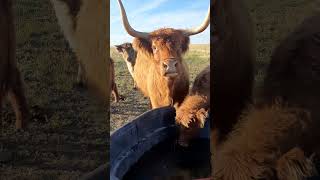 They are not helpful highlandcows colorado cows ranching [upl. by Adachi265]