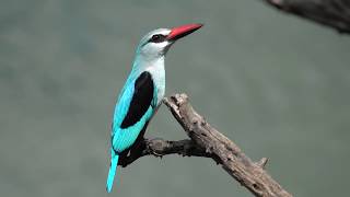 Woodland Kingfisher Calling [upl. by Assilla]