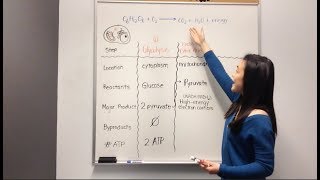 Cellular Respiration Glycolysis Krebs Cycle Electron Transport Chain [upl. by Eshman]