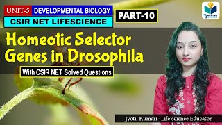 HOMEOTIC SELECTOR GENES OF DROSOPHILA  DEVELOPMENTAL BIOLOGY OF DROSOPHILAPART10 CSIR NET [upl. by Weyermann]