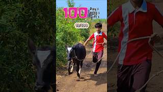 19100 Gay ka BachaMunna Dodne laga hai dailyminivlog 100daysoflife villagelife bailpola [upl. by Anwad]