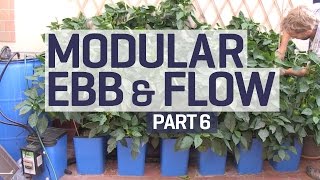 How to set up an Ebb amp Flow  Flood amp Drain Hydroponics Growing System  PART 6 of 6 [upl. by Rab]