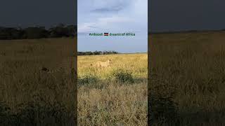 Amboseli dreams of Africa shorts travel trendingnature ytshorts youtubeshorts safari [upl. by Yniar]