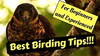 Bird Watching Tips Birding [upl. by Lenaj679]