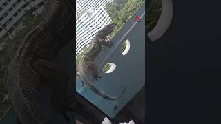 Monitor lizard crawls into Punggol residents home on 11th floor [upl. by Tybi]