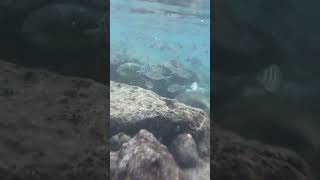 Amazing video of a school of fish at Sharks Cove Hawaii [upl. by Asiole]