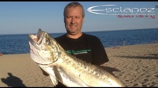 Chasse sous marine Une liche amie sur le sable Spearfishing [upl. by Nguyen]