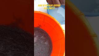 catfish farming  how to fertilize catfish eggs 3 shorts [upl. by Harl]