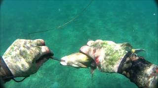 13ft Tiger Shark at Haleiwa Oahu 6912 [upl. by Minette]