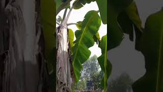 Best Method Growing Banana [upl. by Busey]