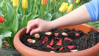 Planting Seeds From Store Bought Strawberries Episode 1 [upl. by Mallen264]