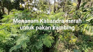 Menanam Kaliandra merah untuk pakan kambing [upl. by Htaek323]