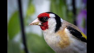 SteglitsEuropean Goldfinch [upl. by Corrianne400]