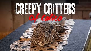 Creepy Critters of Calico  Knott’s Spooky Farm 2024 [upl. by Nyltak]