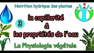 la capillarité  les propriétés de leau  physiologie végétale S4 [upl. by Margy]