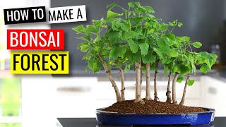 Creating a Bonsai Forest with 9 Ginkgo bonsai trees [upl. by Belldame]