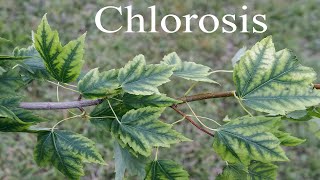 Iron Chlorosis on Red Maple [upl. by Naro]