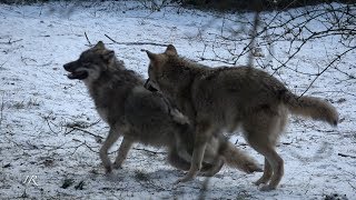 Young wolves playing around Canis lupus [upl. by Hilbert]