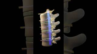 Types of joint on the bases of functions Joints 3d illustration [upl. by Maible]