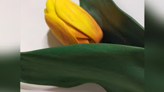 tulipani in gomma eva facili e veloci senza fustellefommy tulips DIY [upl. by Pengelly]