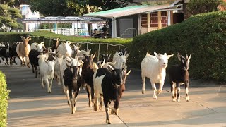 ヤギの大行進 宮崎市フェニックス自然動物園 2019年12月9日 [upl. by Mailliwnhoj]