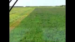 Cutting hay with a 2013 Case IH 1203 with 193 disc header using autosteer [upl. by Radmen]