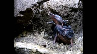 Filming amp Painting Kingfishers Inside Their Nest  Wildlife Art  Robert E Fuller [upl. by Av]