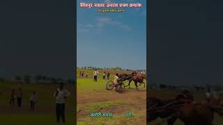 kolhapursharyatviralबैलगाडाbailgadasharyatघोडागाडीशर्यतsangliviralshorthorsemaharashtra [upl. by Oremor]