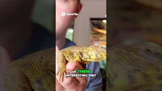 Uromastyx are the best first pet reptile in my opinion [upl. by Rodrich215]