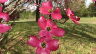 Beautiful Flowering Dogwood blossoms along Swamp Rabbit Trail SC [upl. by Archibald36]