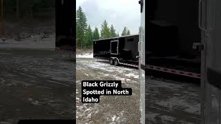 Black grizzly spotted in North Idaho This thing is Huge weirdwildlife northwestrides [upl. by Karoline229]