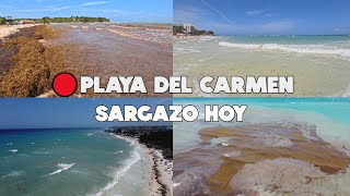 PLAYA DEL CARMEN🔴ULTIMA HORA HOY 14 MAYO 2024  ASI ESTAN LAS PLAYAS [upl. by Dieter708]