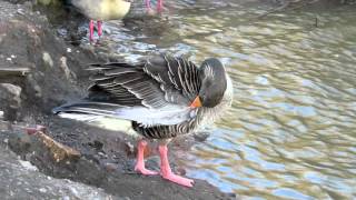 Greylag Goose [upl. by Mathilda]