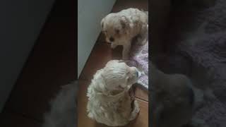 Cavoodle Puppies at home 35 weeks old [upl. by Gnos]