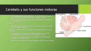 Control de la función motora por cerebelo y ganglios basales [upl. by Alyahsal]