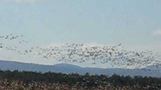 Migrating geese in Addison Vermont [upl. by Tilden]