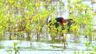 Hawaiian Common Gallinule [upl. by Erica]