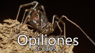 Algunos datos sobre Opiliones arañas cangrejo [upl. by Southworth501]