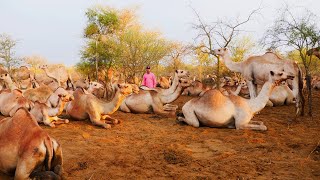 Geela ugu Quruxda Badan Aduunka uu Qof Soomali Dhaqday  2 🇸🇴  The Most Beautiful Camel [upl. by Gupta473]