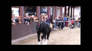 Shire show Putten 2012 merries 3 jaar  shire horses [upl. by Alabaster]