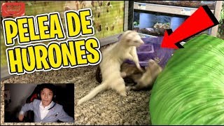 IMPRESIONANTE LUCHA DE HURONES NARRADA  MrDavidTubeHD [upl. by Notfol593]