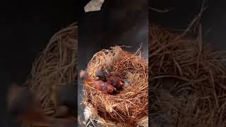 Garden sunbird Baby Birds want to jump out of two nests [upl. by Korenblat]