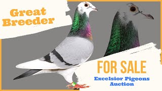 Great Breeder Racing Pigeon For Sale In Excelsior Pigeons Auction [upl. by Song282]