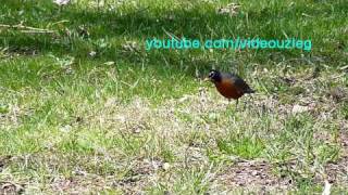 Shuvuunii jirgee Bird singing Vogelgesang [upl. by Kinemod]