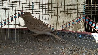 Best Singing Irani Agan Bird Irani Singing Bird [upl. by Ellecrag]