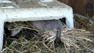 Baby Opossums carrying things in tail cute [upl. by Nonnad]