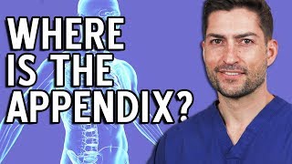 Where Is The Appendix Located In The Body [upl. by Hakkeber767]