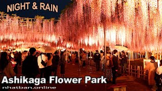 Ashikaga Flower Park at Night  Japan Walk video 4k あしかがフラワーパークashikagaflowerparkExplore Japan [upl. by Umeh]